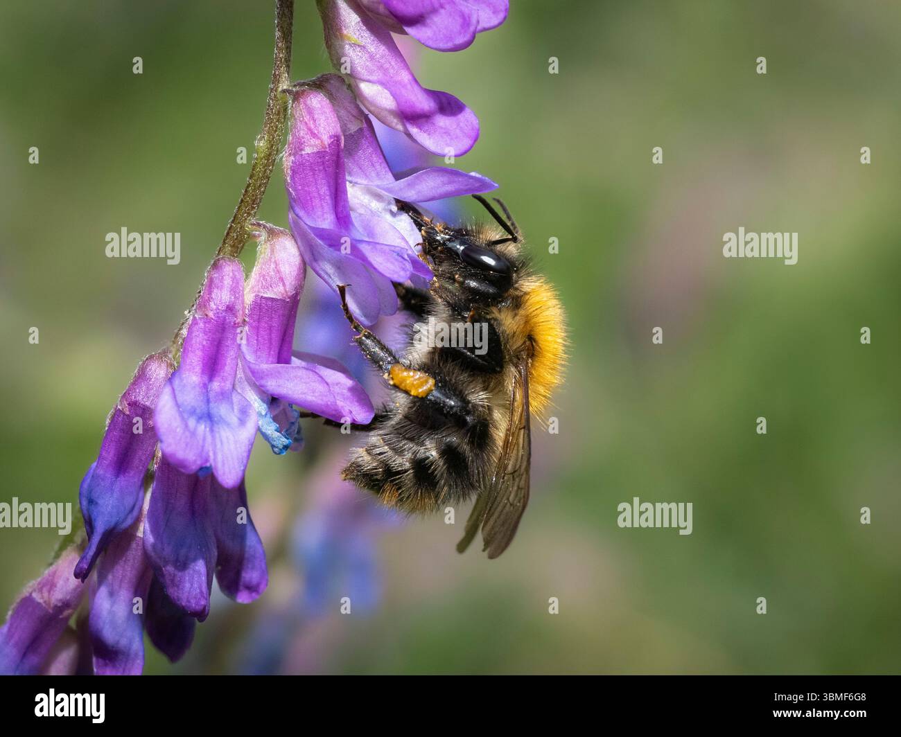 Encolure d'abeille cardée commune (Bombus pascuorum) sur Vetch touffeté (Vicia cracca), Cambridgeshire, Angleterre Banque D'Images