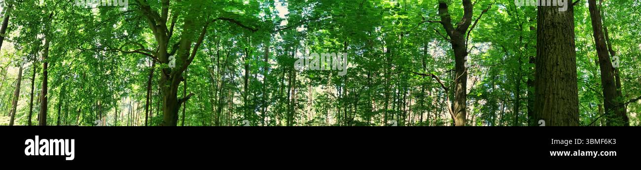Une large vue panoramique sur une forêt verdoyante sereine avec de grands arbres et la lumière du soleil. Idéal pour les têtes et la mise en valeur de la beauté de la nature, la tranquillité et l'environnement Banque D'Images
