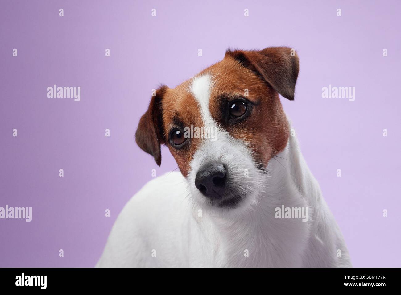 Gros plan d'un Jack Russell Terrier avec une curieuse inclinaison de la tête sur un fond violet. L'expression d'alerte de chien et la fourrure douce en font un élément attachant Banque D'Images