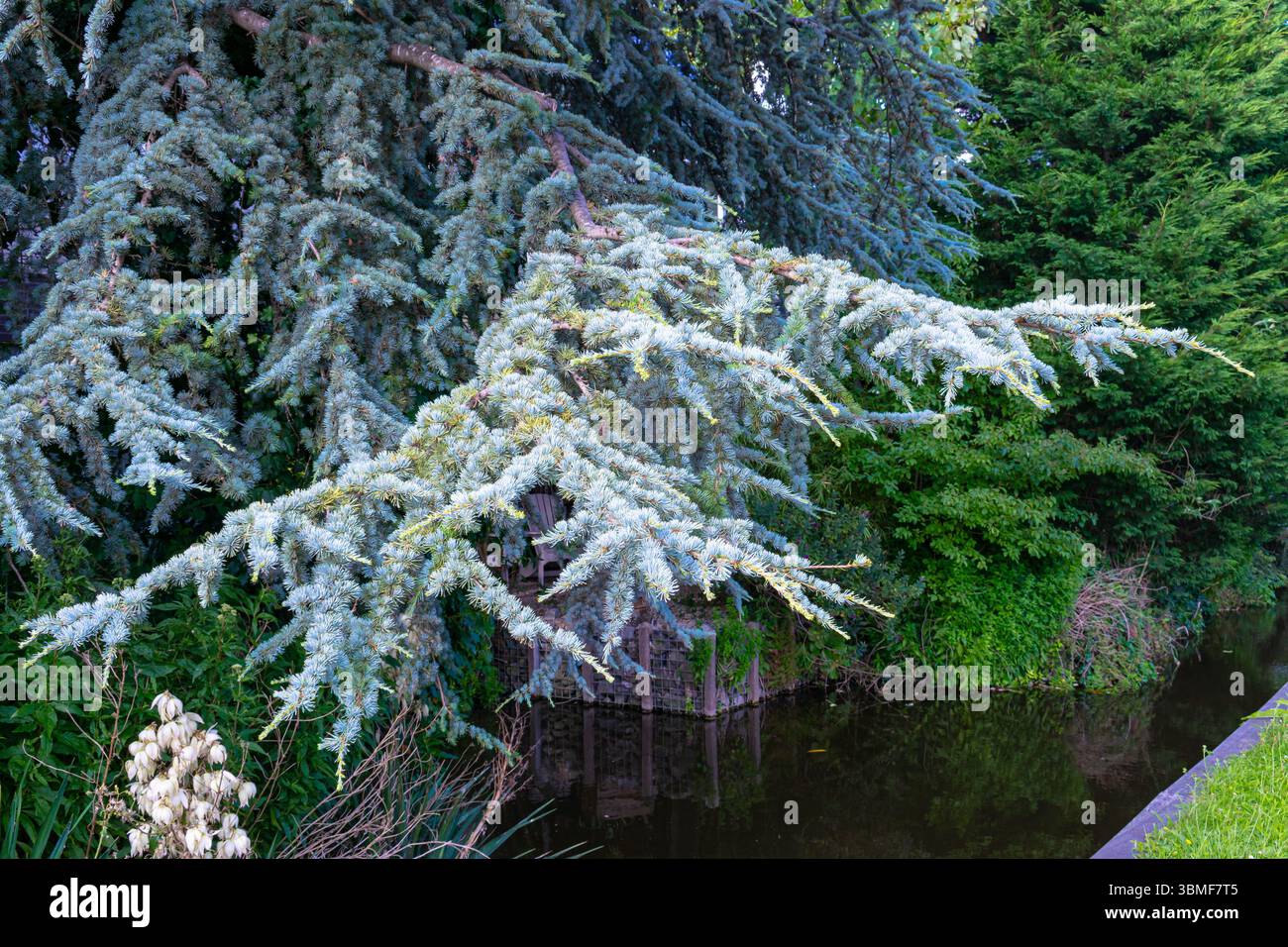 Plan détaillé de branches avec des aiguilles de couleur argent-bleu d'un cèdre de l'Atlas (Cedrus atlantica, également connu sous le nom de Cedrus libani atlantica). Banque D'Images