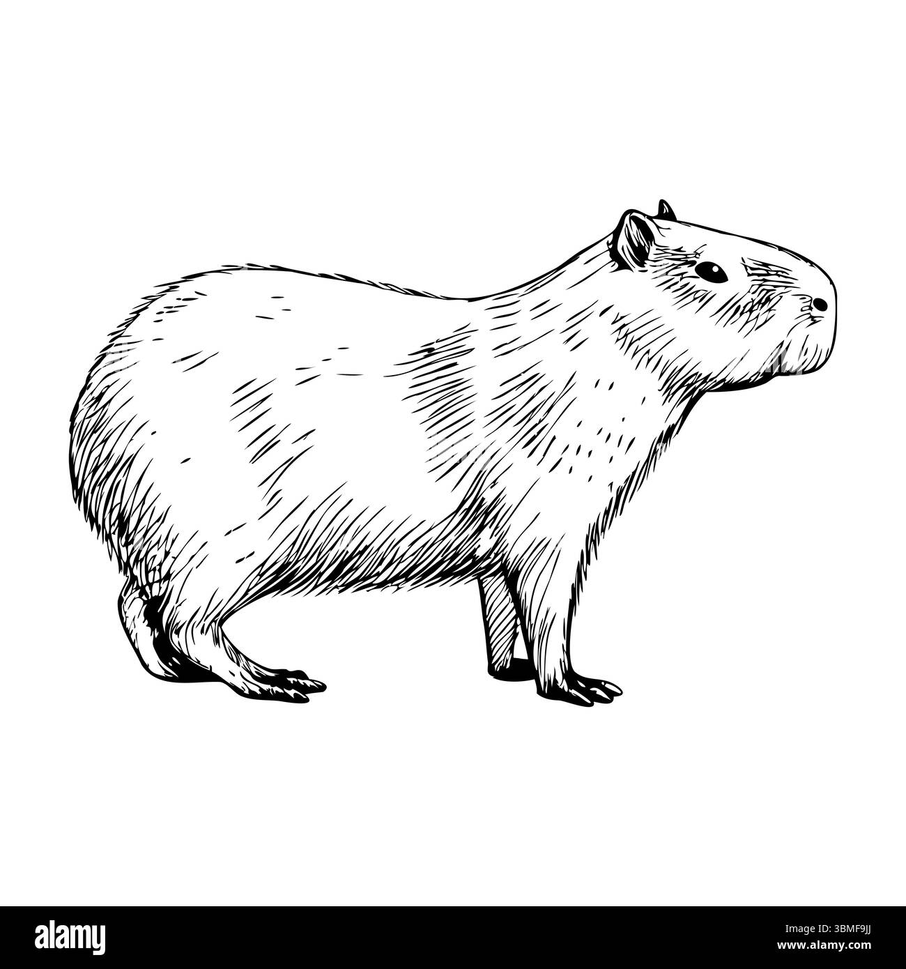 Une illustration détaillée d'un capybara, mettant en valeur son corps rond, ses jambes courtes et ses traits distinctifs du visage. L'animal se tient à quatre pattes Illustration de Vecteur