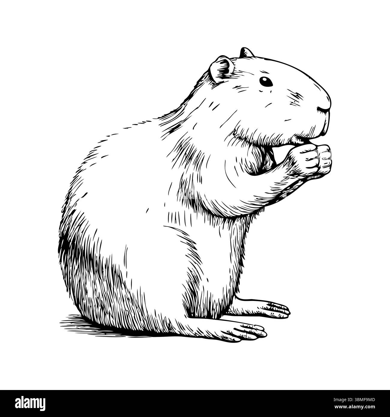 Une illustration détaillée d'un capybara debout, avec un corps rond et des membres courts. L'animal a une petite tête et tient ses pattes avant ensemble. Illustration de Vecteur