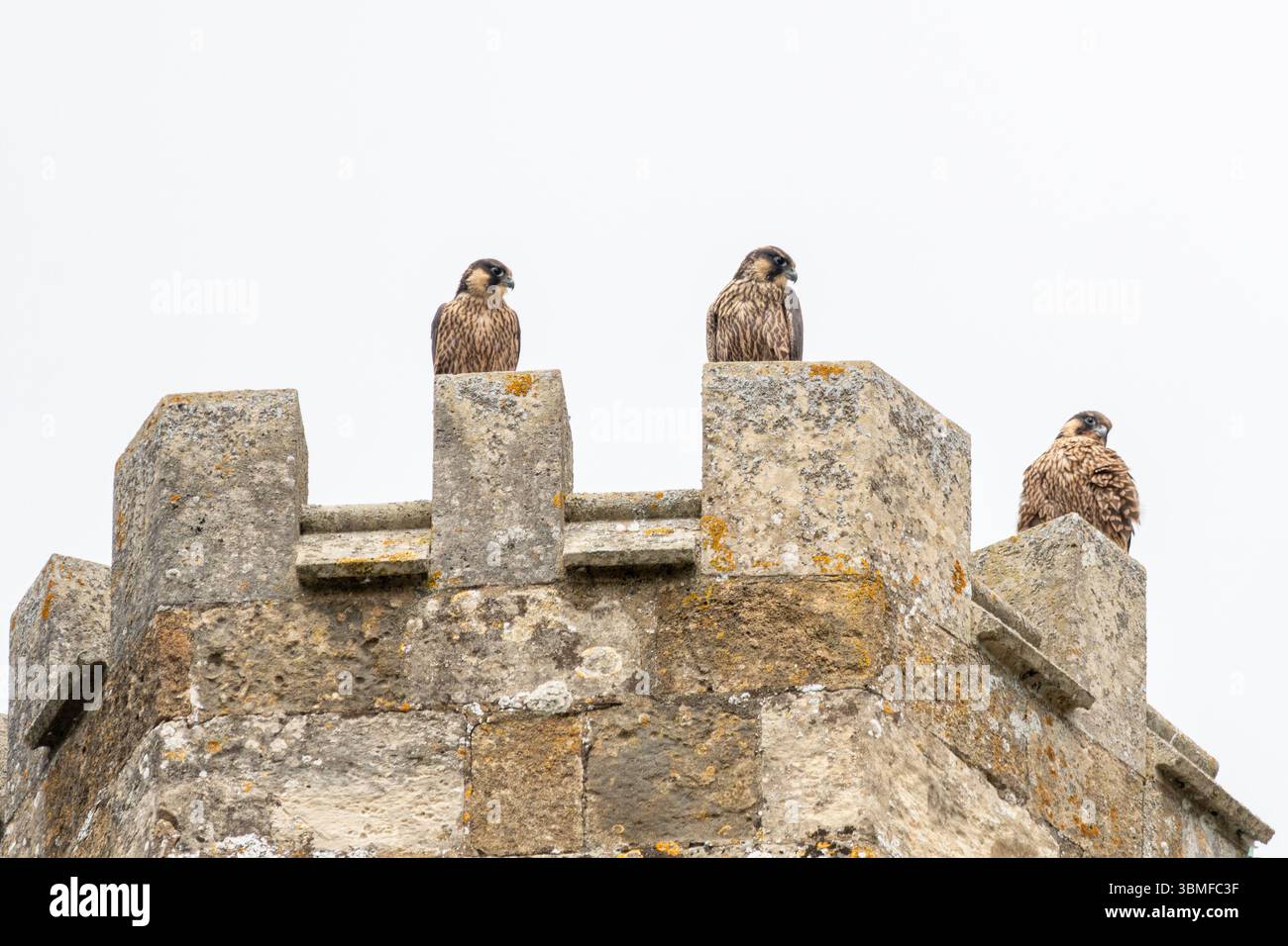 25 juin 2025. Romsey, Hampshire, Angleterre, Royaume-Uni. Les faucons pèlerins nichent avec succès sur l'abbaye de Romsey pour la première fois. Il y a 4 poussins qui ont éclos à la mi-mai, et les poussins ont tous volé. Les pèlerins adultes nourrissent actuellement les poussins et devraient leur apprendre à chasser pendant quelques semaines. Sur la photo : trois des quatre jeunes pèlerins perchés sur une tourelle Banque D'Images