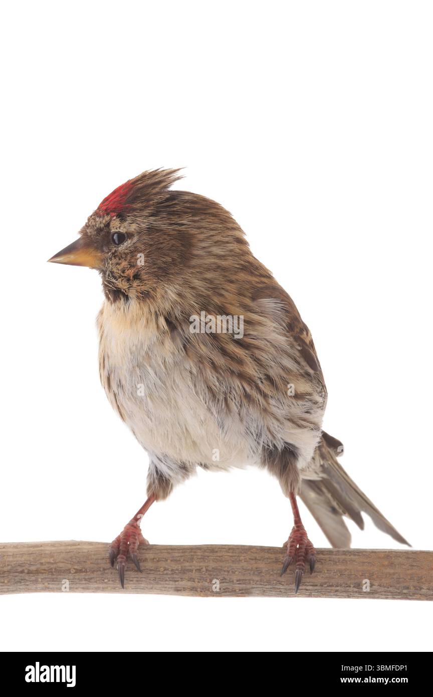Femelle Common Redpoll isolé sur fond blanc Banque D'Images