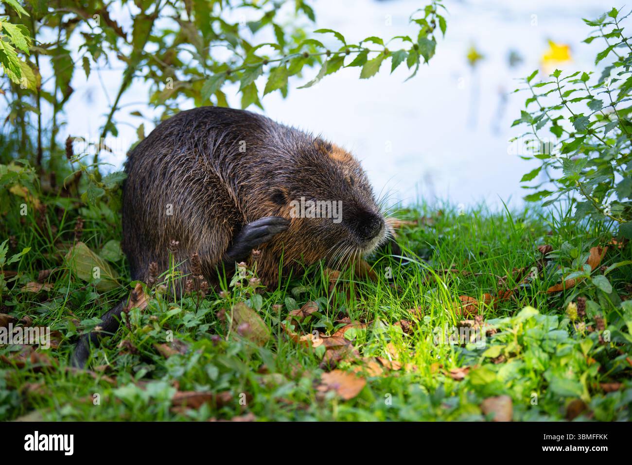 Rat de rivière Nutria, Coypu herbivore, rongeur semi-aquatique famille Myocastoridae sur le pré, animaux sauvages, habitants zones humides Banque D'Images