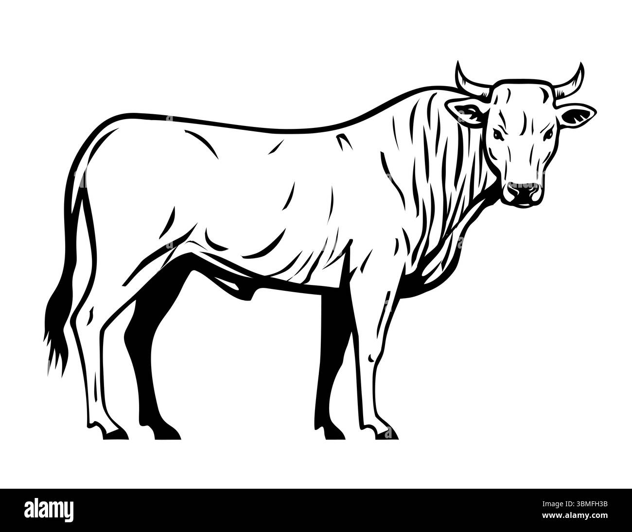 Illustration mascotte d'un Calvana est une race bovine de Toscane, dans la région de Calvana dans les provinces de Florence et Prato sur dos blanc isolé Illustration de Vecteur