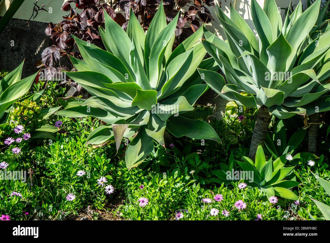 Rosettes d'Agave attenuata avec des feuilles lisses et vert pâle entourées de plantes à fleurs. Photographié à Madère, Portugal. Banque D'Images Rosettes d'Agave attenuata avec des feuilles lisses et vert pâle entourées de plantes à fleurs. Photographié à Madère, Portugal. Banque D'Images
