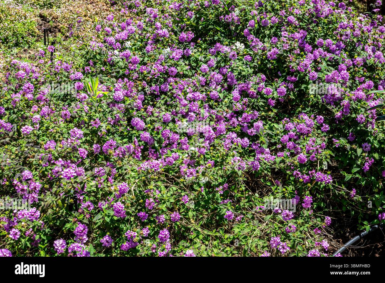 Tapis dense de Lantana montevidensis en fleurs avec des grappes de fleurs violettes s'étalant sur le sol. Photographié à Madère, Portugal. Banque D'Images Tapis dense de Lantana montevidensis en fleurs avec des grappes de fleurs violettes s'étalant sur le sol. Photographié à Madère, Portugal. Banque D'Images