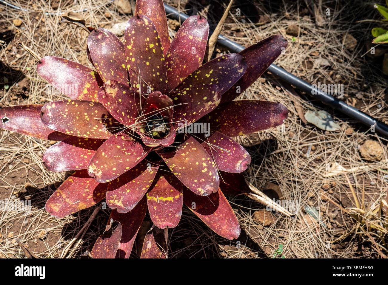 Frappant Neoregelia marmorata avec des feuilles rouge profond jaune moucheté, poussant sur un sol sec couvert de pins. Photographié à Madère, Portugal. Banque D'Images Frappant Neoregelia marmorata avec des feuilles rouge profond jaune moucheté, poussant sur un sol sec couvert de pins. Photographié à Madère, Portugal. Banque D'Images
