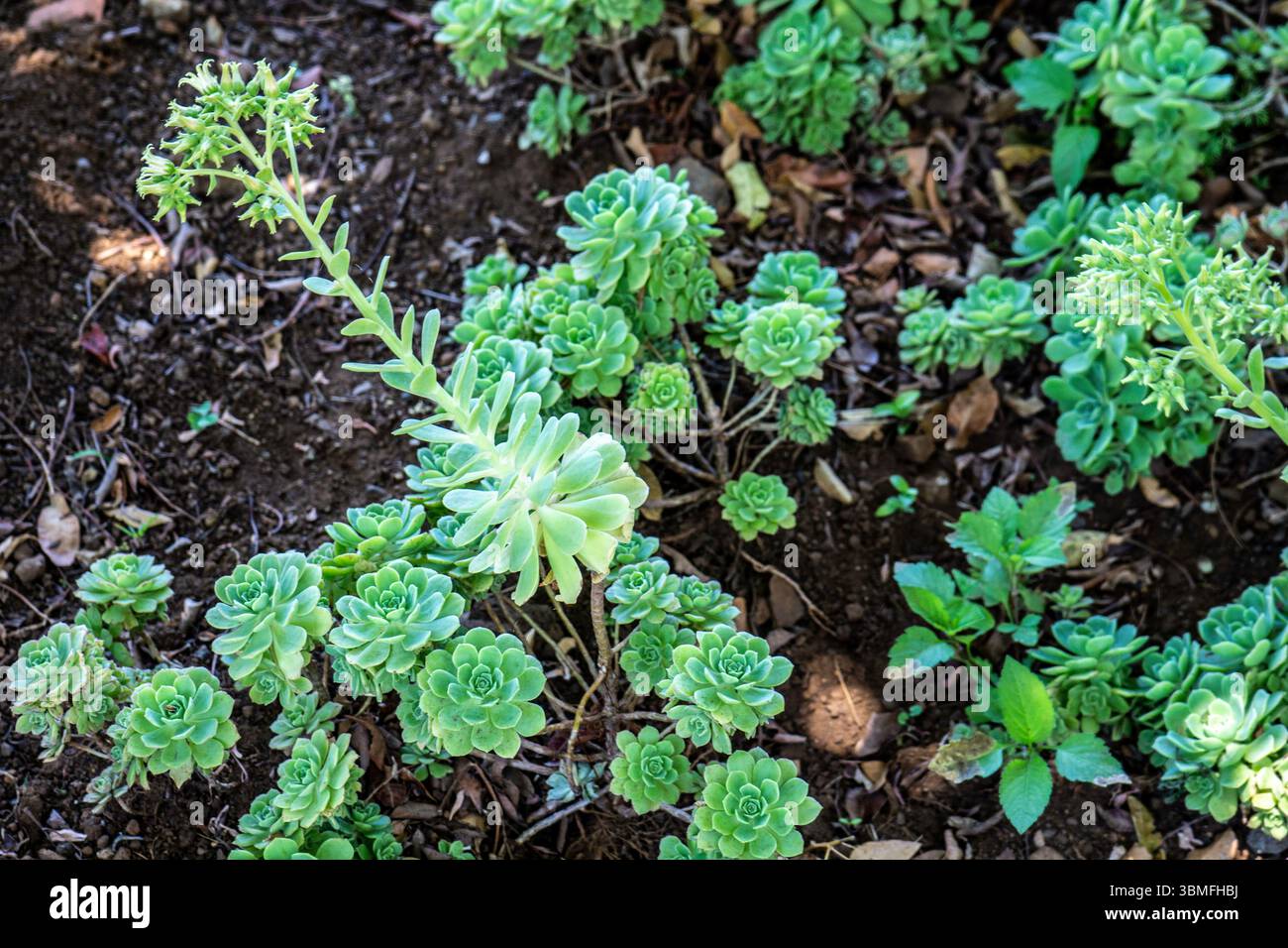 Grappe de rosettes vertes d'Aeonium haworthii avec des tiges fleuries émergeant d'un sol riche. Photographié à Madère, Portugal. Banque D'Images Grappe de rosettes vertes d'Aeonium haworthii avec des tiges fleuries émergeant d'un sol riche. Photographié à Madère, Portugal. Banque D'Images