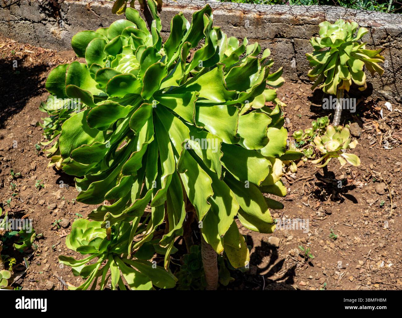 Grande rosette d'Aeonium undulatum vert avec des feuilles ondulées prospérant dans un sol sec sous un soleil éclatant. Photographié à Madère, Portugal. Banque D'Images Grande rosette d'Aeonium undulatum vert avec des feuilles ondulées prospérant dans un sol sec sous un soleil éclatant. Photographié à Madère, Portugal. Banque D'Images