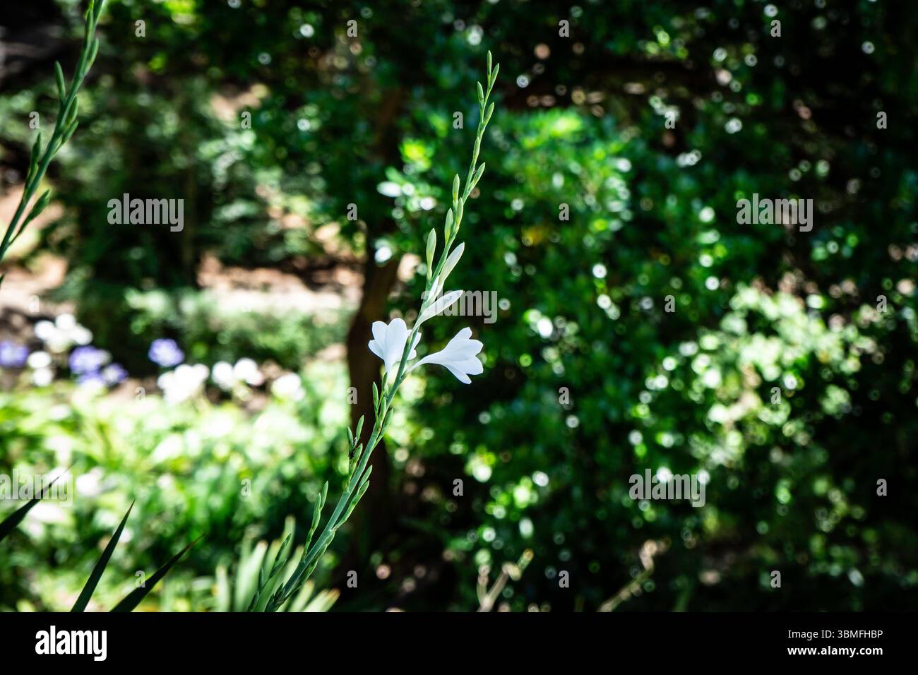 Délicate Freesia blanc fleurit sur une seule tige, baignée de soleil, avec un fond de jardin vert luxuriant. Madère, Portugal. Banque D'Images Délicate Freesia blanc fleurit sur une seule tige, baignée de soleil, avec un fond de jardin vert luxuriant. Madère, Portugal. Banque D'Images