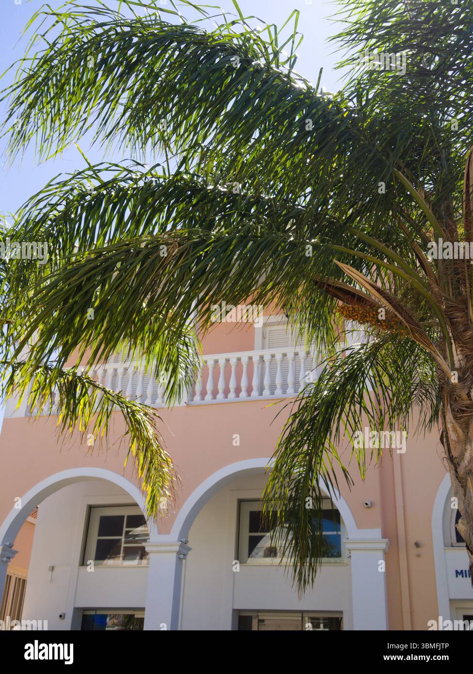 Feuilles de palmier de coco se déplaçant devant un mur méditerranéen rose pastel sous le soleil chaud de l'après-midi. Banque D'Images