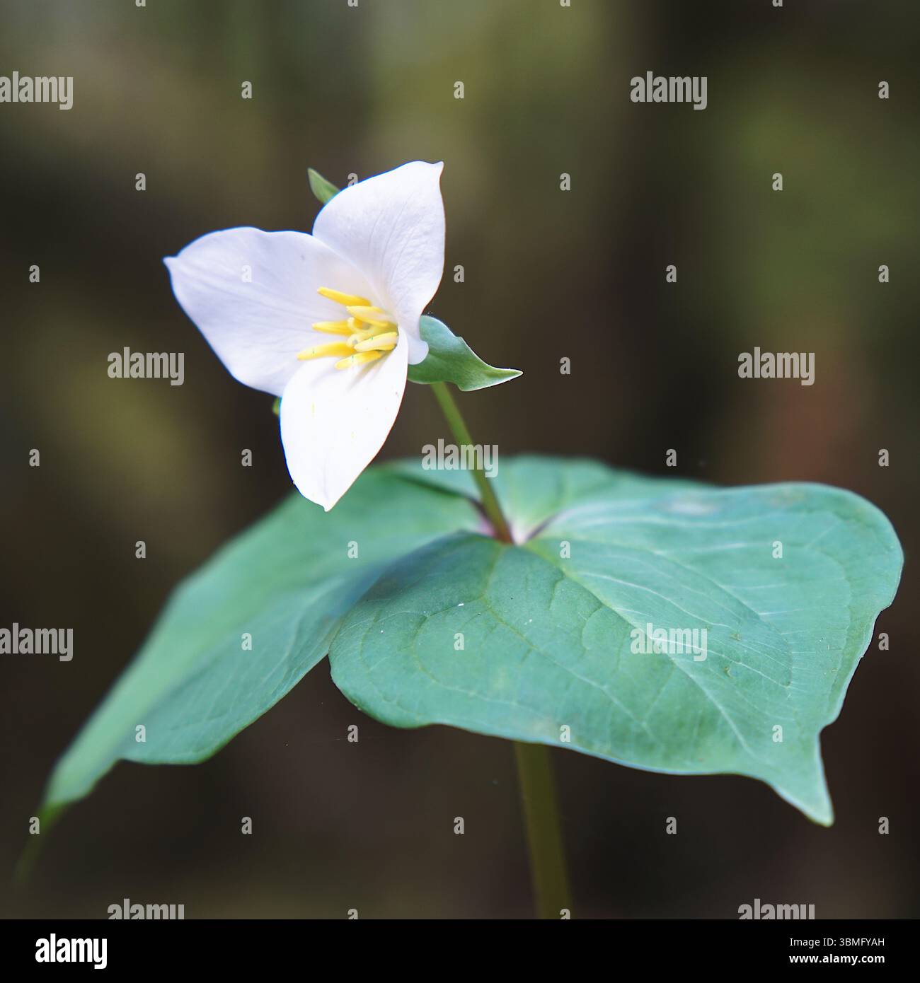 Espèces de plantes indigènes - Western Trillium, parc provincial Goldstream, chemin Finlayson Arm, Langford, île de Vancouver, Colombie-Britannique, Canada Banque D'Images