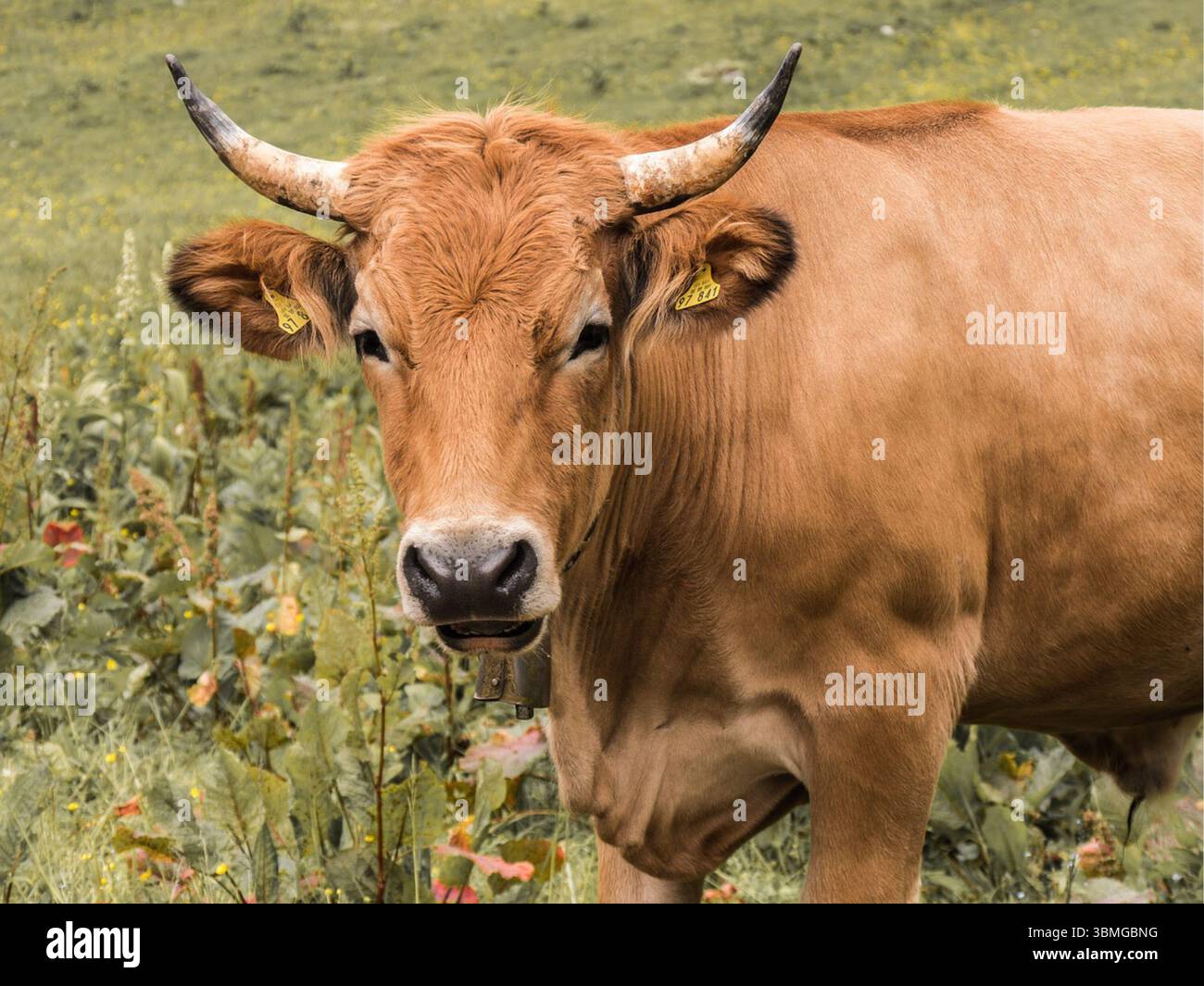 Vache brune avec des cornes se reposant et regardant directement la caméra. Banque D'Images