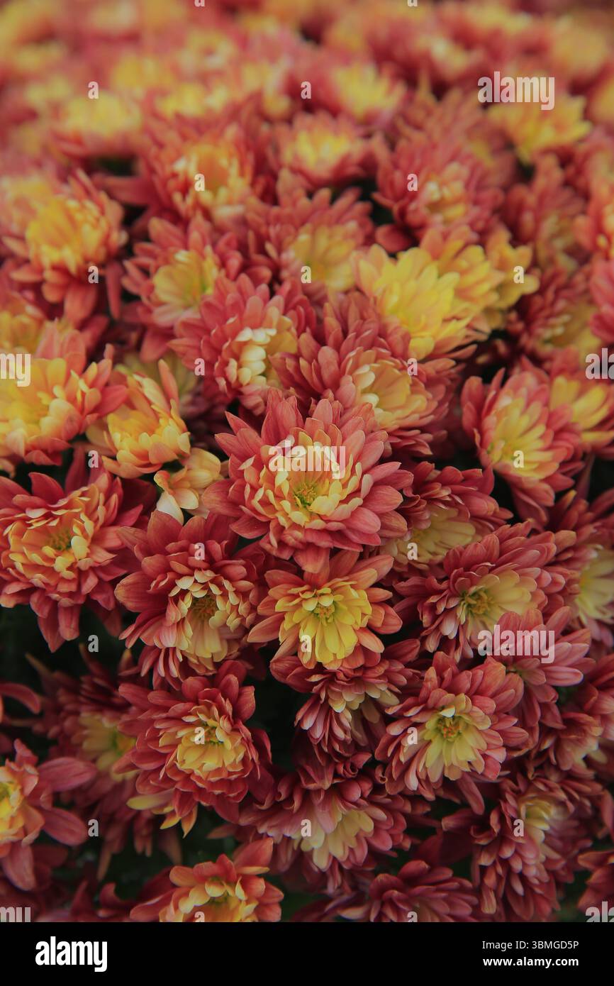 Chrysanthèmes florissants, très beau, gros plan Banque D'Images