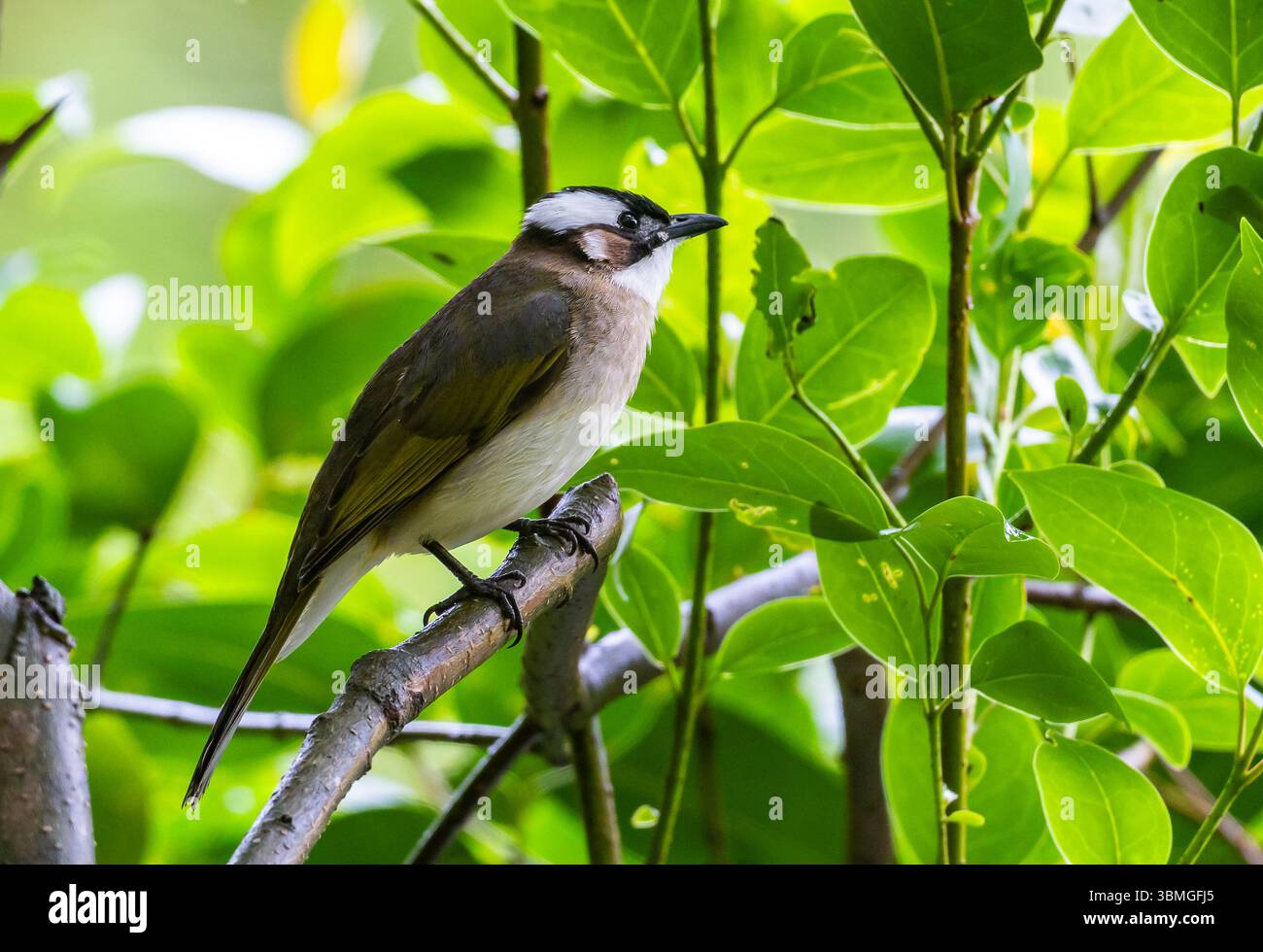 Bulbul (Pycnonotus sinensis) perché sur une branche en forêt. Province du Jiangsu, Chine. Banque D'Images
