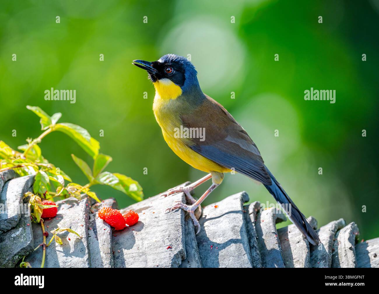 Un Laughingthrush couronné bleu (Pterorhinus courtoisi) en danger critique d'extinction se nourrissant de baies. Province du Jiangxi, Chine. Banque D'Images