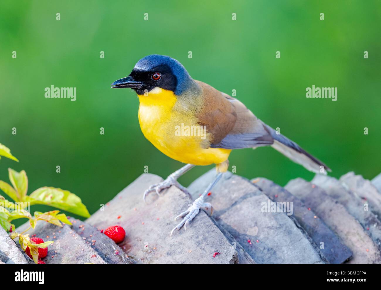 Un Laughingthrush couronné bleu (Pterorhinus courtoisi) en danger critique d'extinction se nourrissant de baies. Province du Jiangxi, Chine. Banque D'Images