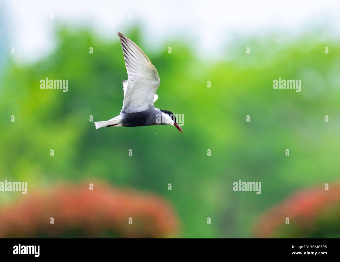 Une Terne fouettée (Chlidonias hybrida) en vol. Province du Jiangxi, Chine. Banque D'Images