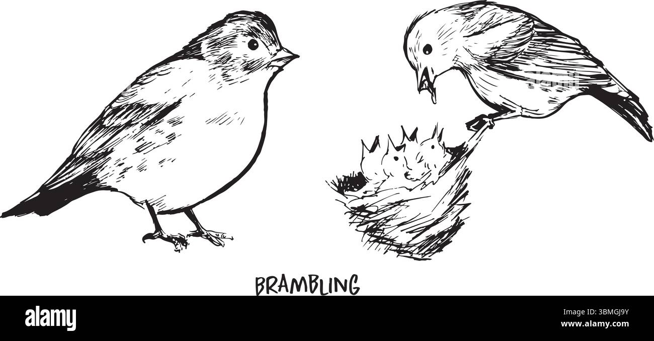 Jeu de dessin à l'encre brambling, croquis d'observation des oiseaux de deux poses : assis et nourri. Croquis noir et blanc d'oiseau des bois, isolé sur blanc, simple Illustration de Vecteur