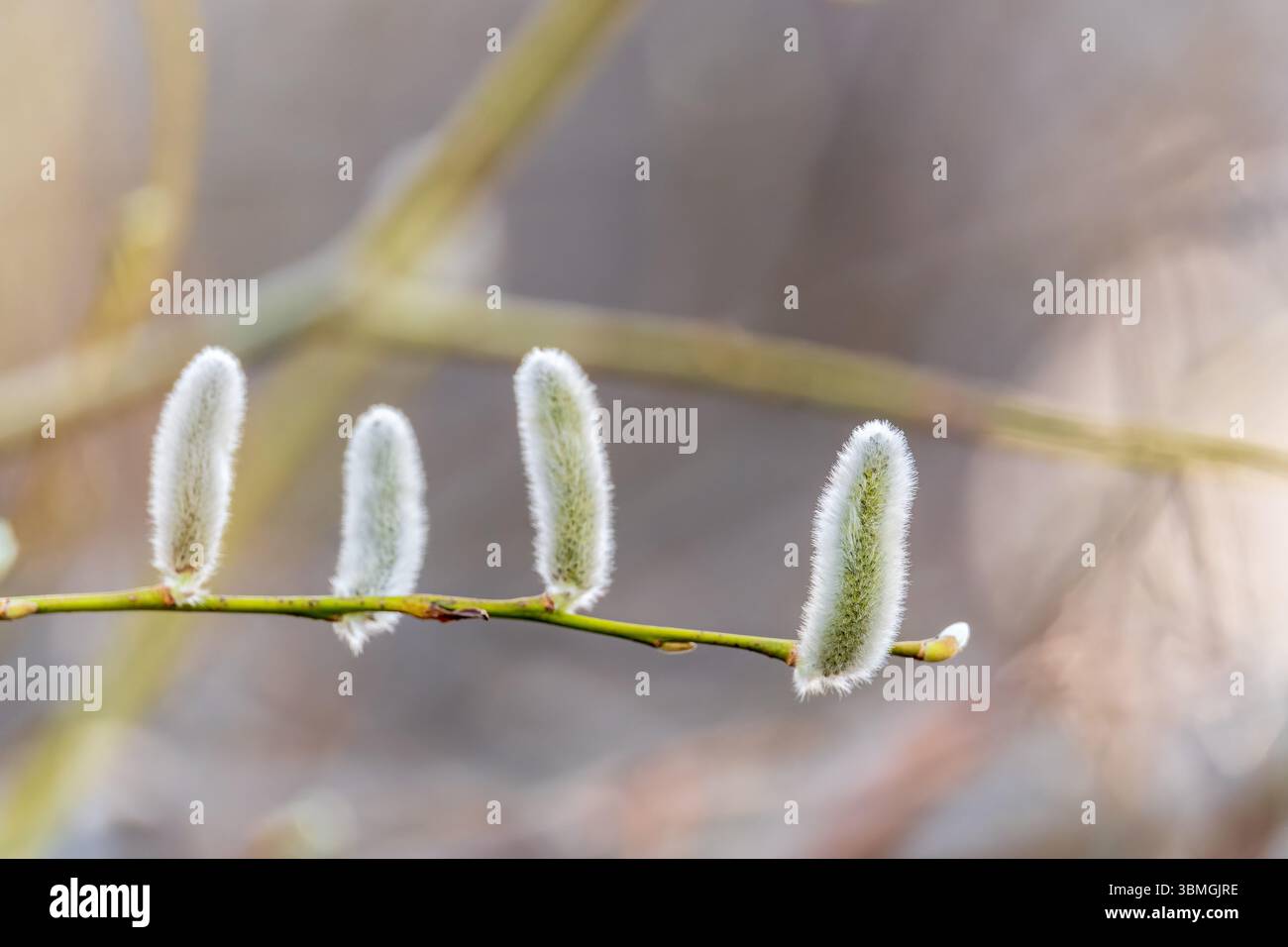 La nature se réveille au printemps. Brindilles de saule en fleurs et chatons de saule à fourrure, appelés phoques ou chats. Dimanche des palmiers. Saule houx, Salix caprea Banque D'Images