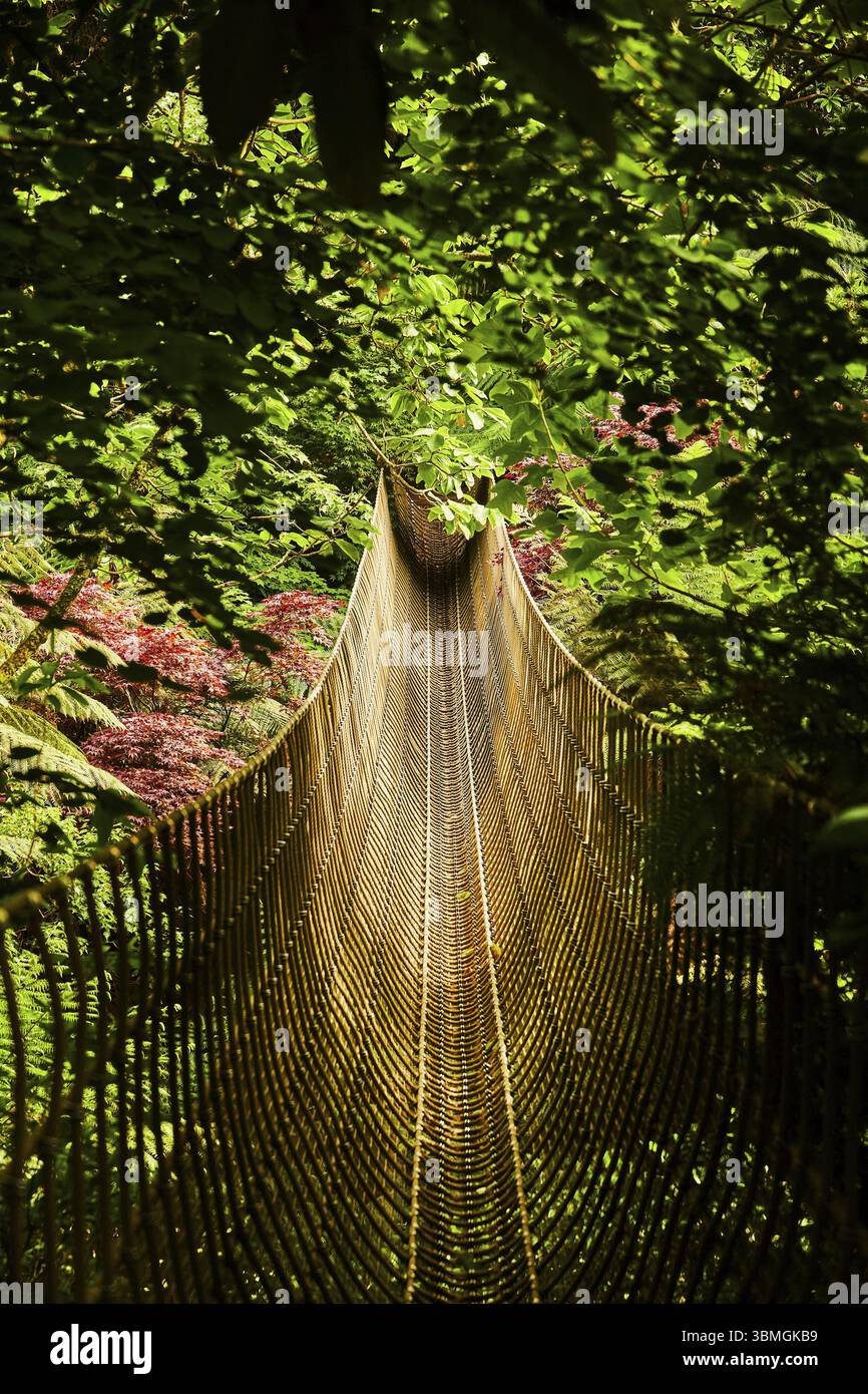 Un étroit pont suspendu serpente à travers une jungle verte dense. St Austel, Cornouailles, Angleterre, Royaume-Uni, Europe Banque D'Images