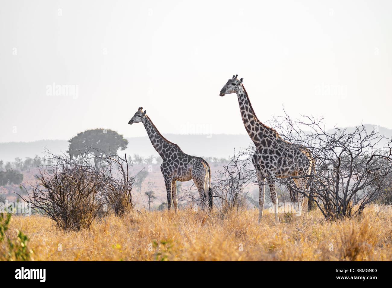 Girafe du Cap (Giraffa giraffa giraffa) deux animaux dans la savane, Parc National Kruger, Afrique du Sud, Afrique Banque D'Images