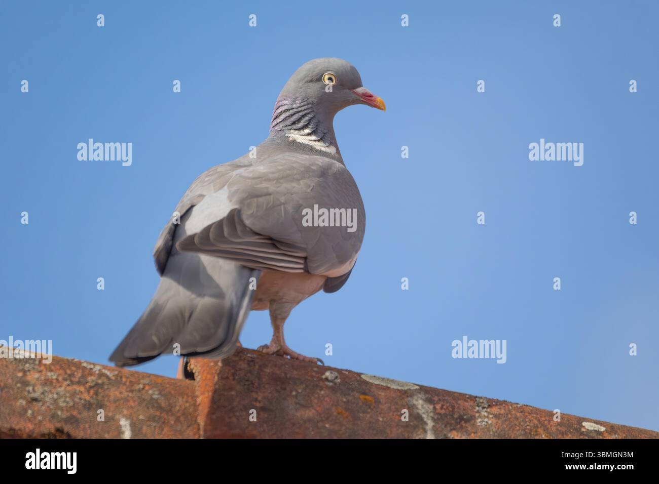 Un pigeon de bois (Columba palumbus) assis sur la crête du toit d'une maison, photo d'animal, oiseau, espèces d'oiseaux, photo de nature, faune, faune, Neustadt am Rï¿½ Banque D'Images