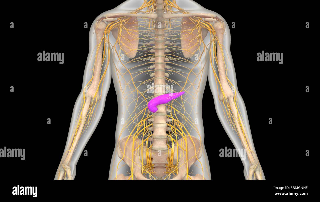 Les organes internes de l'anatomie du pancréas Banque D'Images
