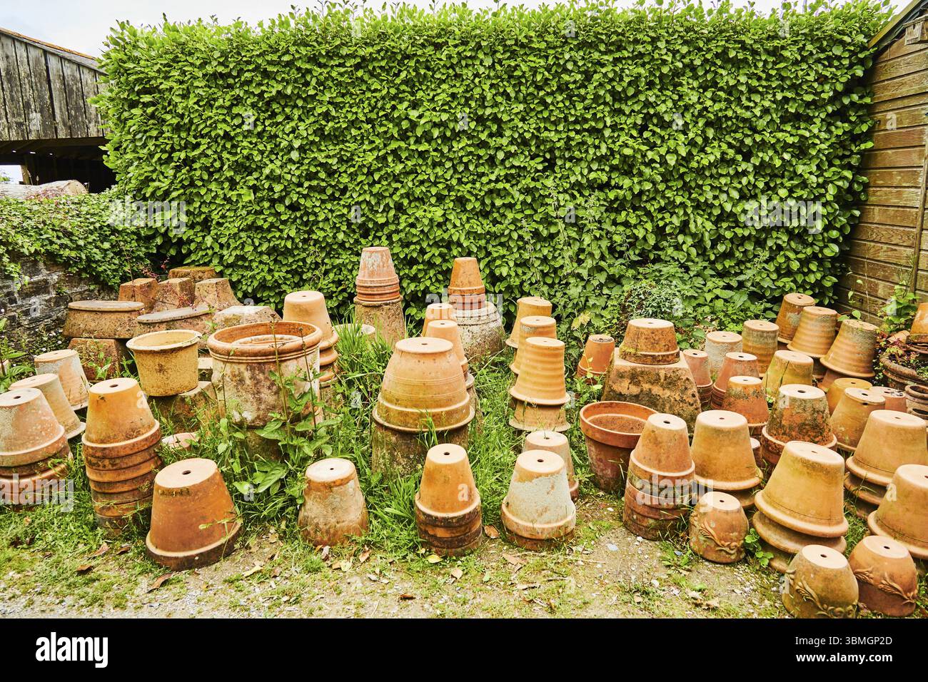 Une collection de pots en argile devant une grande haie verte à l'extérieur. St Austel, Cornouailles, Angleterre, Royaume-Uni, Europe Banque D'Images