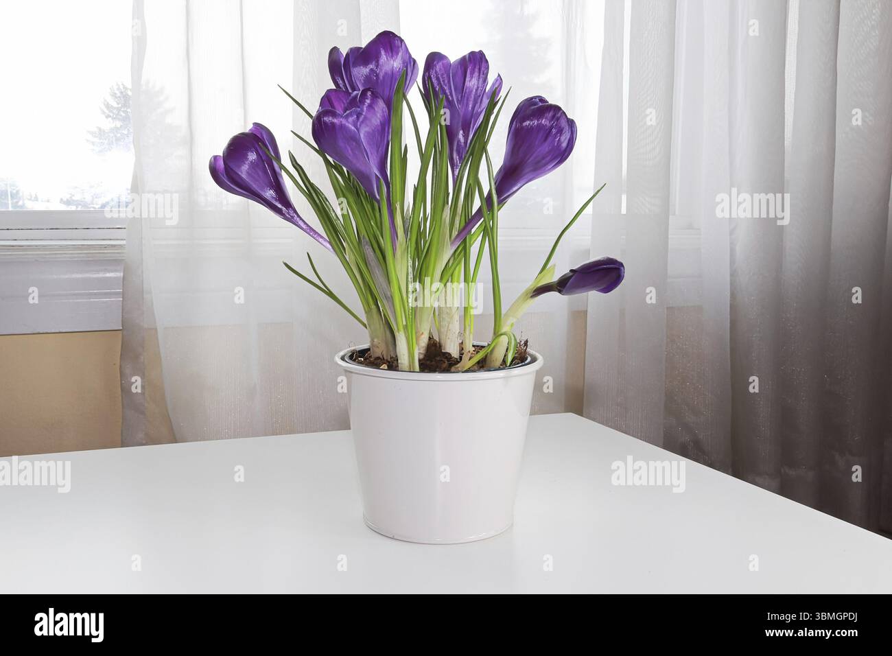 Crocus pourpre fleurs sur une table à côté d'une fenêtre Banque D'Images