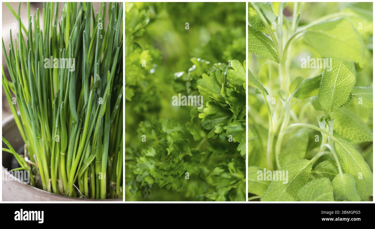 Différentes herbes (ciboulette, persil et sauge) comme collage vert élégant Banque D'Images