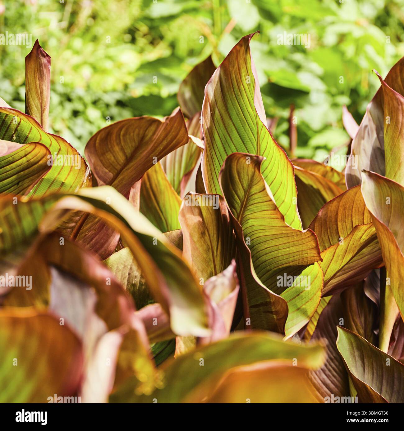 Feuilles colorées, en partie vertes, en partie brunes au soleil dans un jardin dense. Devon, Angleterre, Royaume-Uni, Europe Banque D'Images