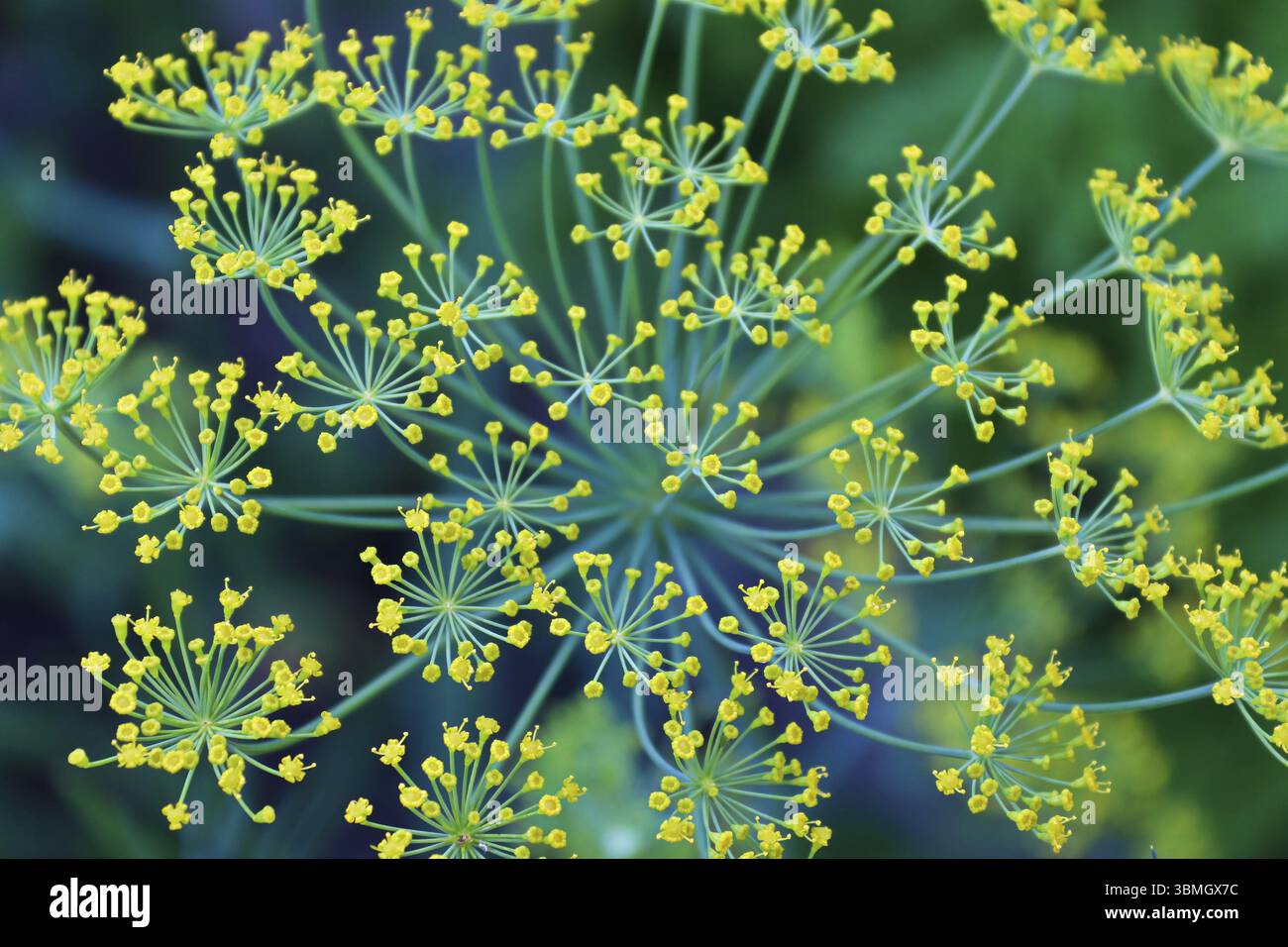 Vue de dessus de l'aneth fleurs contre un arrière-plan blured Banque D'Images