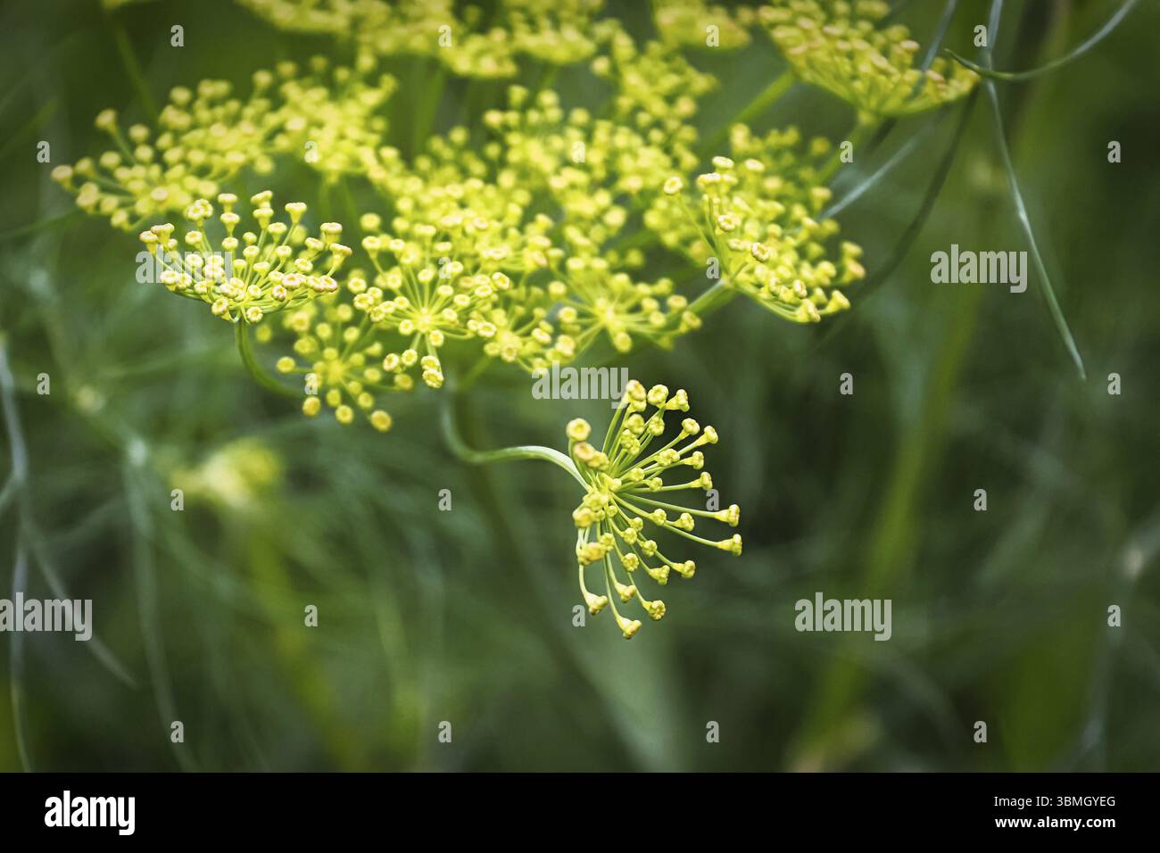 Macro-vision de l'aneth fleurs en ombelles sur Banque D'Images