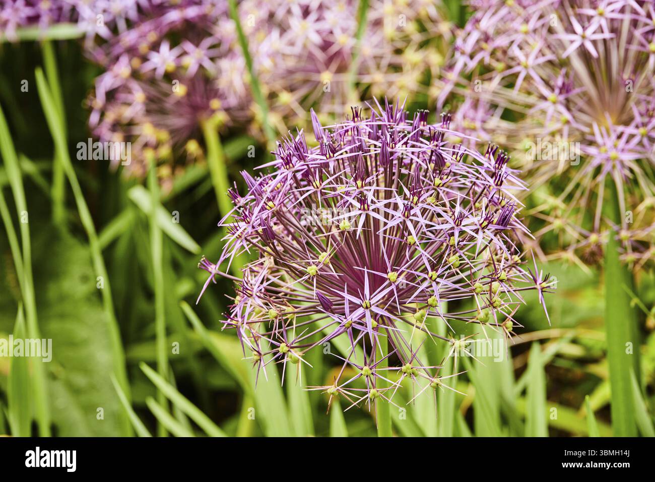 Gros plan d'une fleur violette avec des pétales en forme d'étoile et des feuilles vertes en arrière-plan. Devon, Angleterre, Royaume-Uni, Europe Banque D'Images