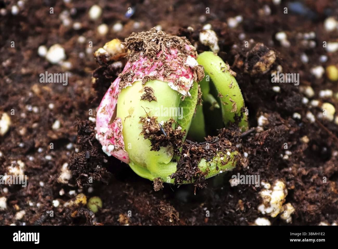 Libre d'un bean sprout de fissuration sa graine Banque D'Images