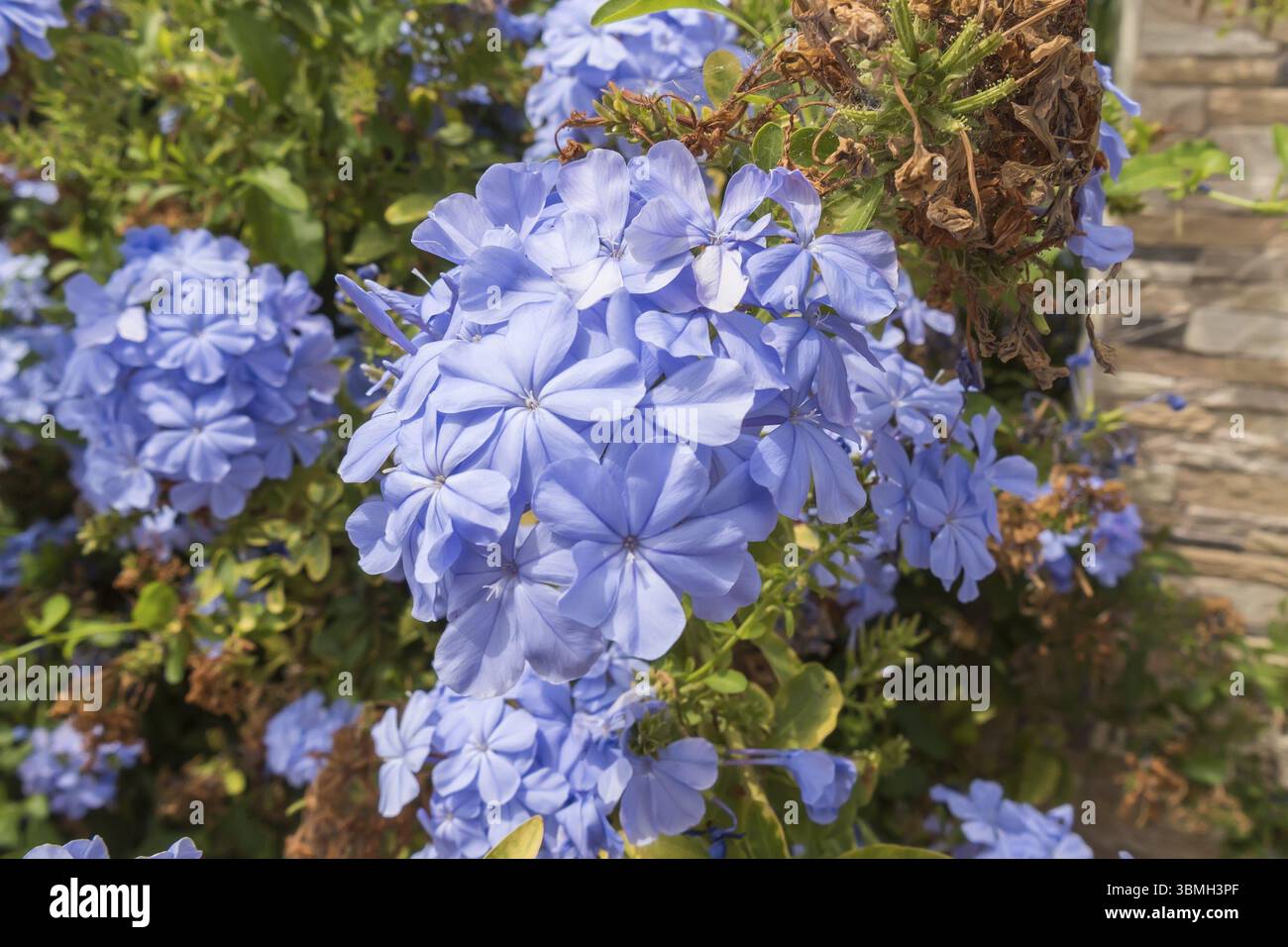 Fleurs bleu plumbago auriculata, Cap-leadwort, blue jasmine Banque D'Images