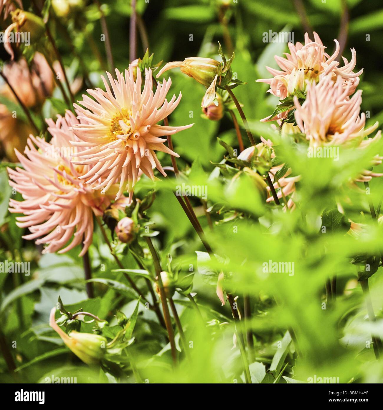 Fleurs roses en pleine floraison, entourées de feuillage vert, vivacité estivale. Cornouailles, Angleterre, Royaume-Uni, Europe Banque D'Images