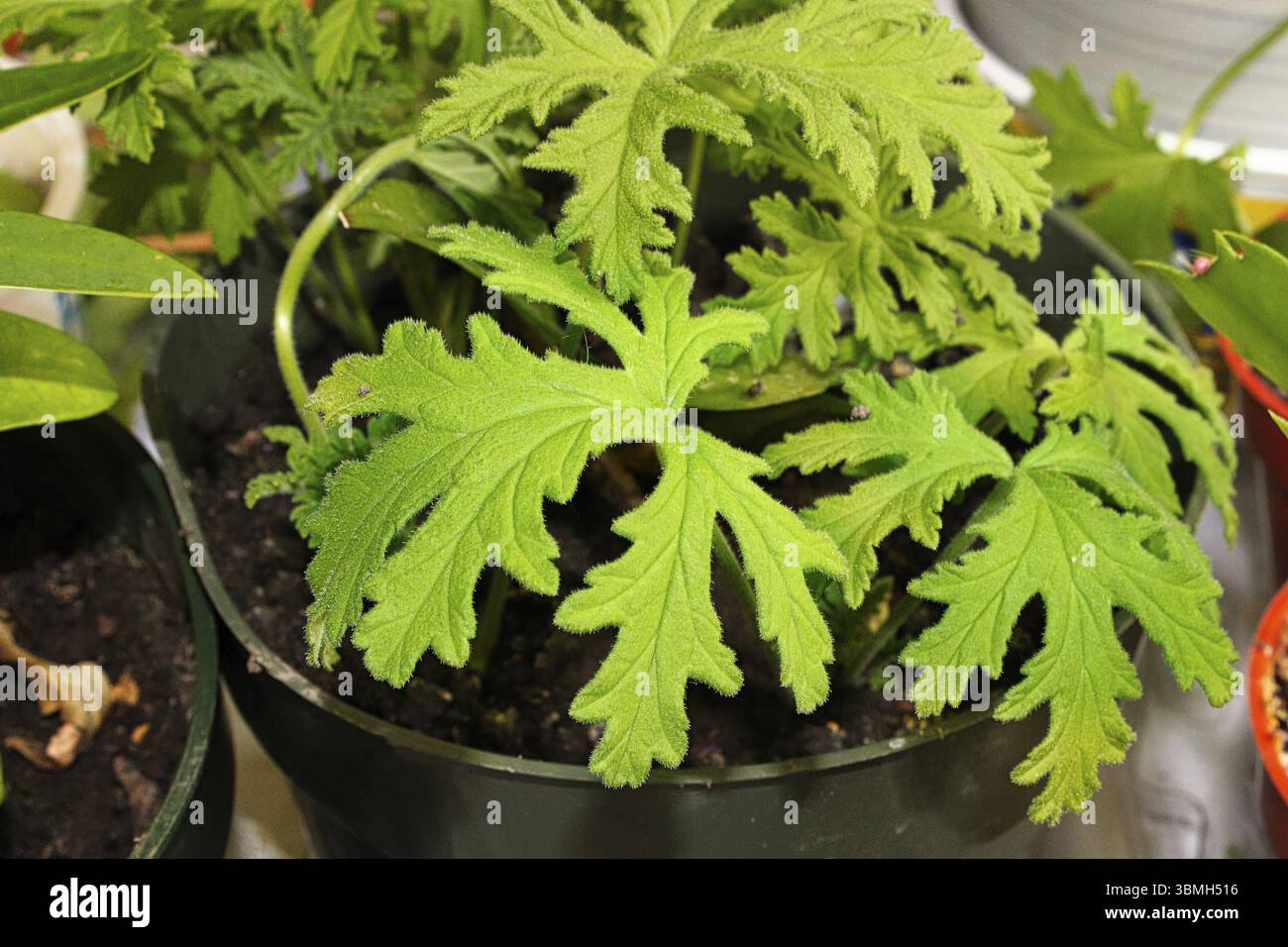 Gros plan d'une petite plante de citrenella en croissance Banque D'Images