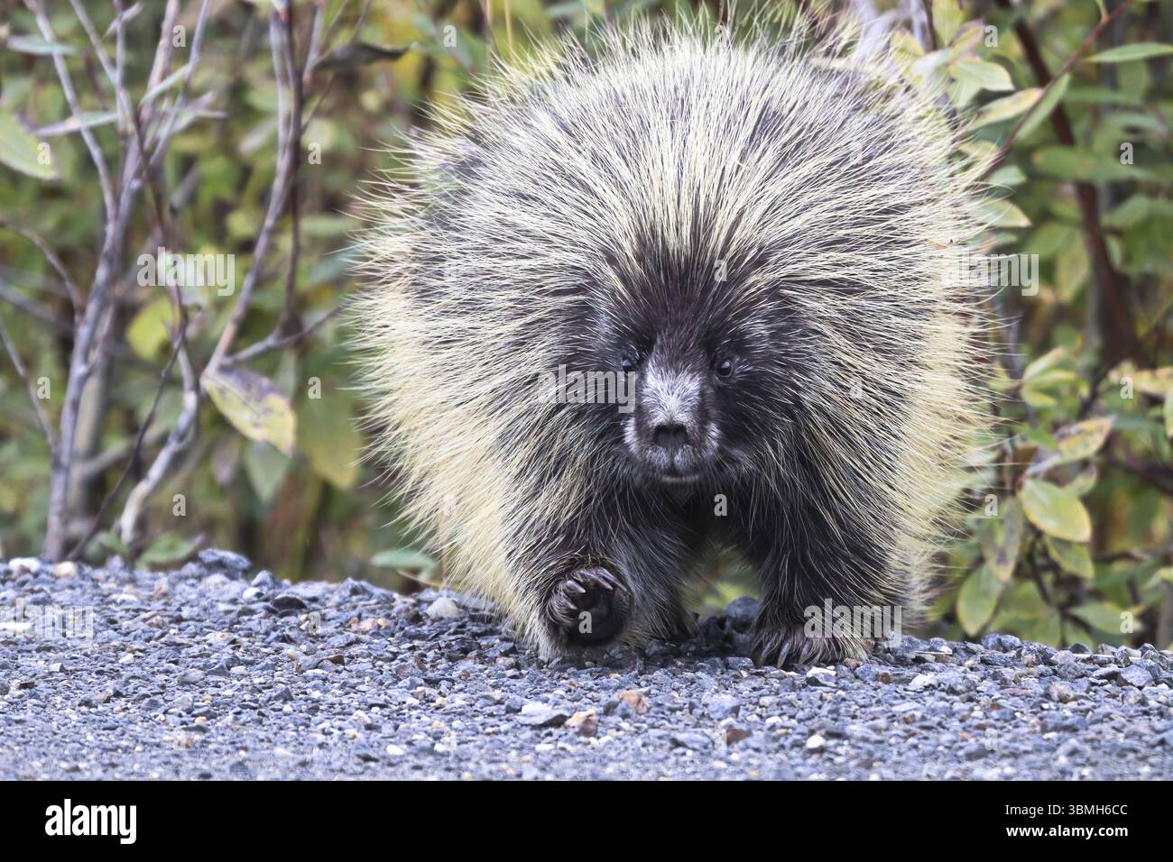 Ein fettes Porcupine geht auf eine Autobahnstrasse Banque D'Images