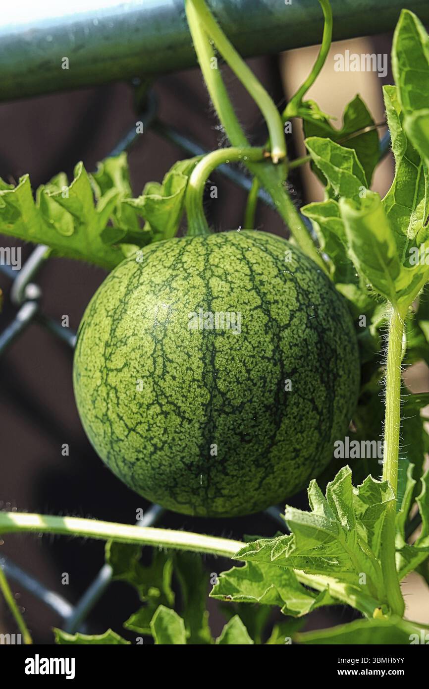 Gros plan d'une pastèque immature et d'une vigne Banque D'Images