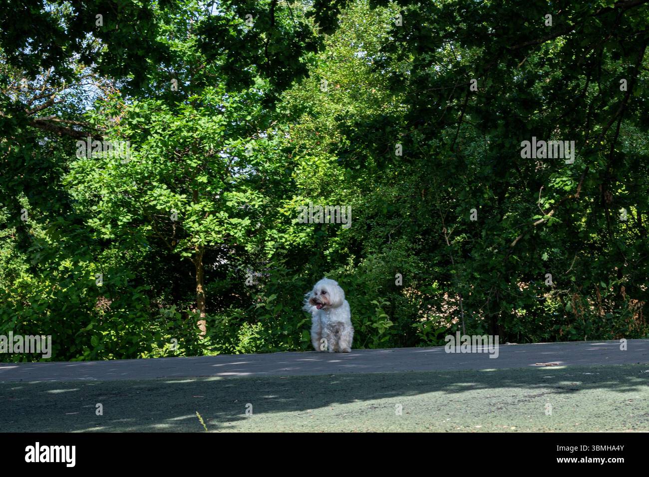 chien maltipoo blanc mignon marchant dans le parc sans laisse. animaux de compagnie Banque D'Images