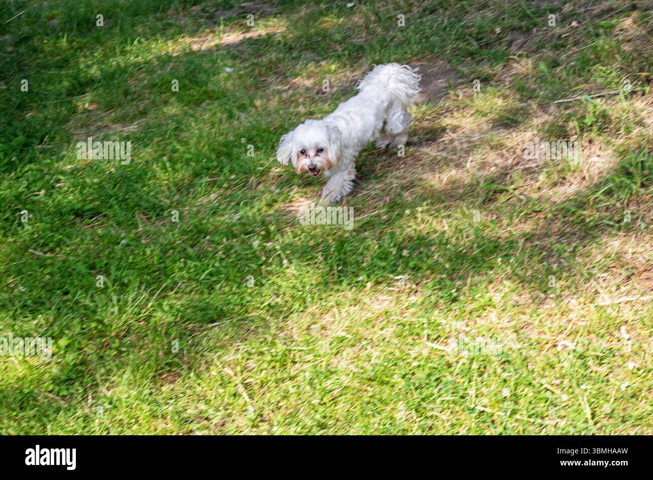 chien maltipoo blanc mignon marchant dans le parc sans laisse. animaux de compagnie Banque D'Images