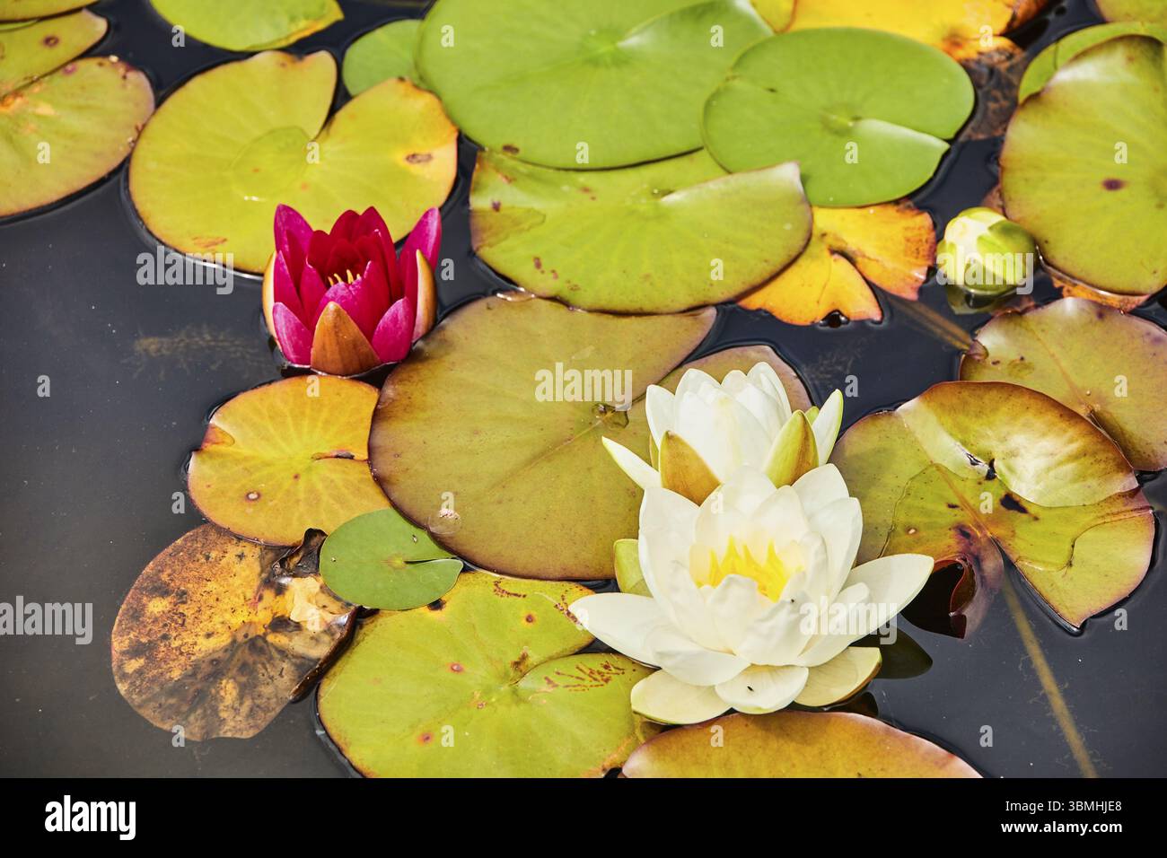 Nénuphars à fleurs blanches et rouges flottant à la surface de l'eau avec des feuilles de nénuphars vertes. Devon, Angleterre, Royaume-Uni, Europe Banque D'Images
