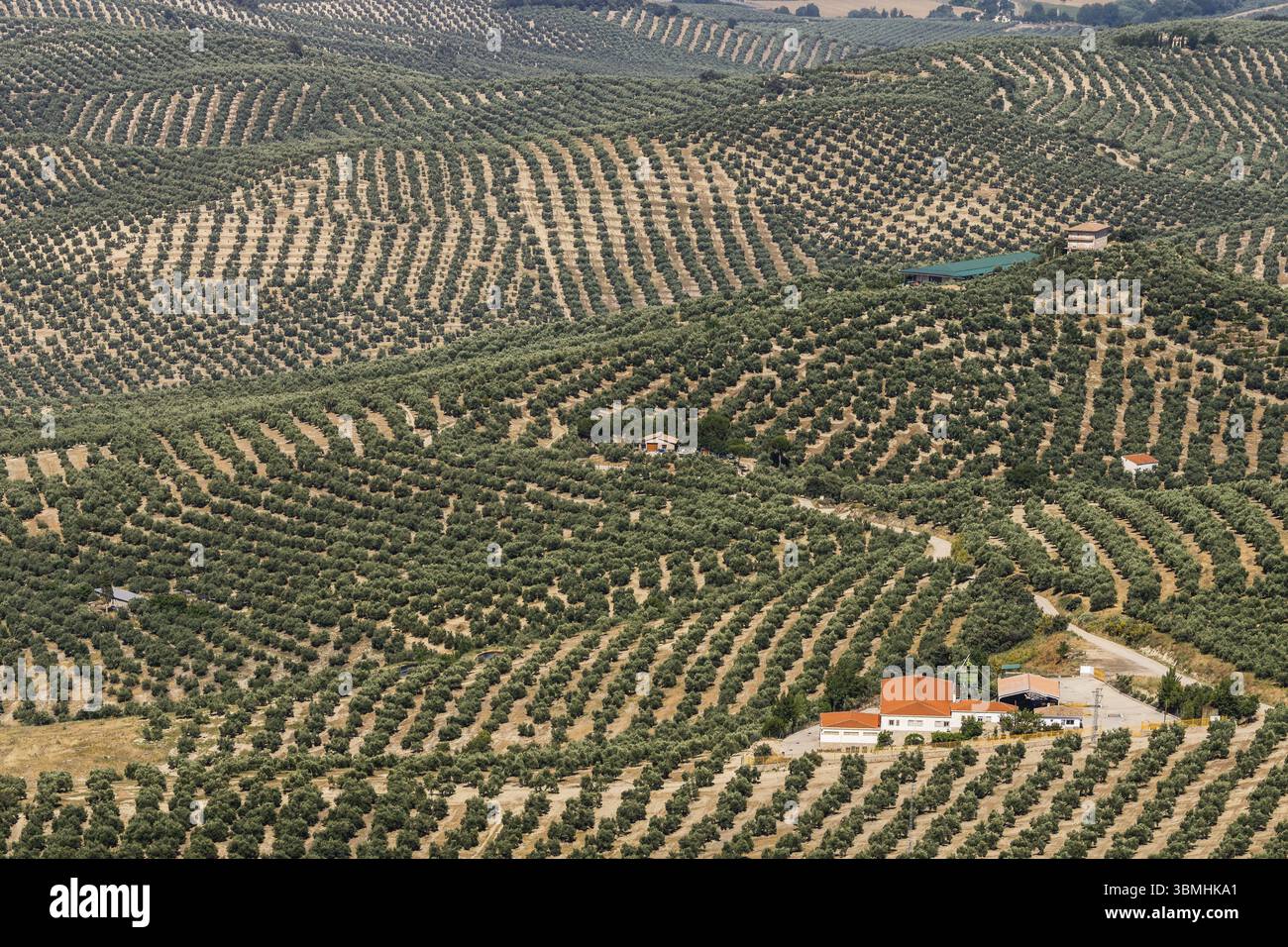 Oliviers de Jaen, Parc naturel de la Sierra de Cazorla, Segura y Las Villas, Jaen, Andalousie, Espagne, Europe Banque D'Images