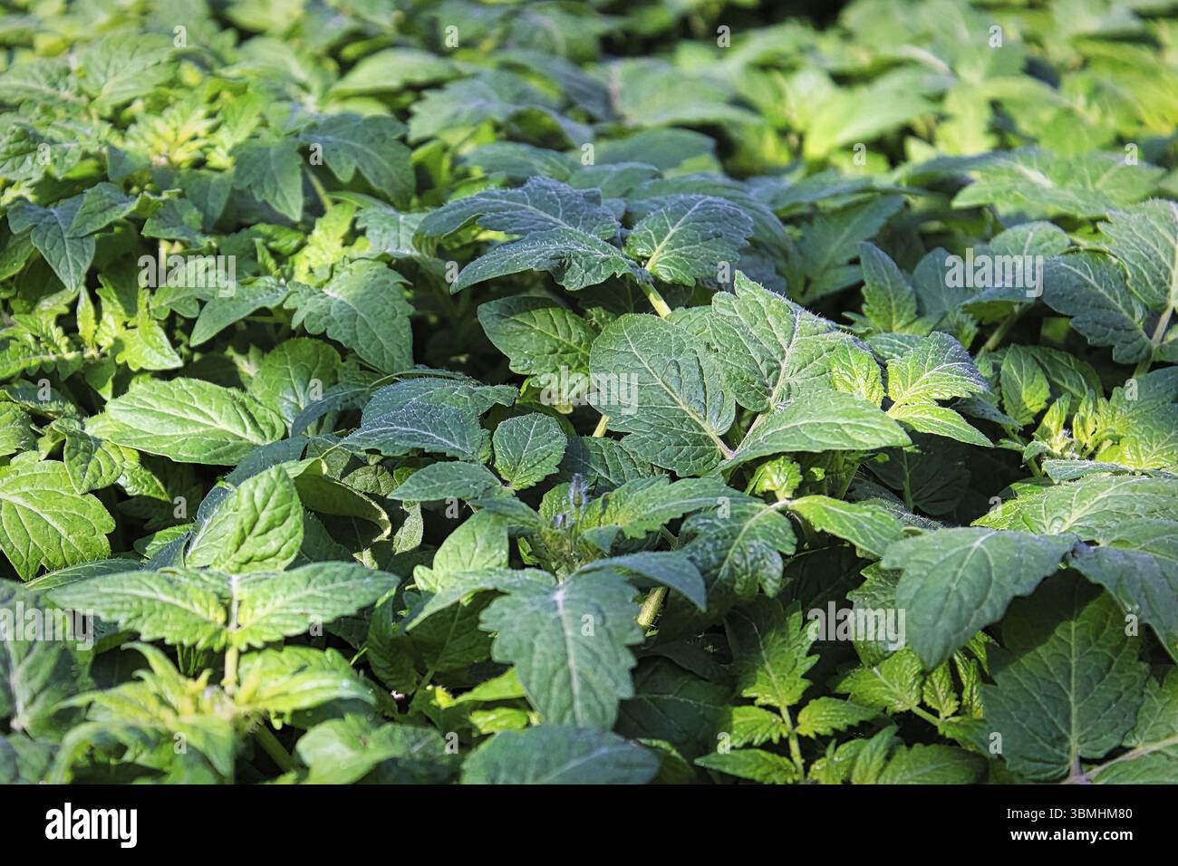 Vue de dessus les plantes de semis de tomates Banque D'Images