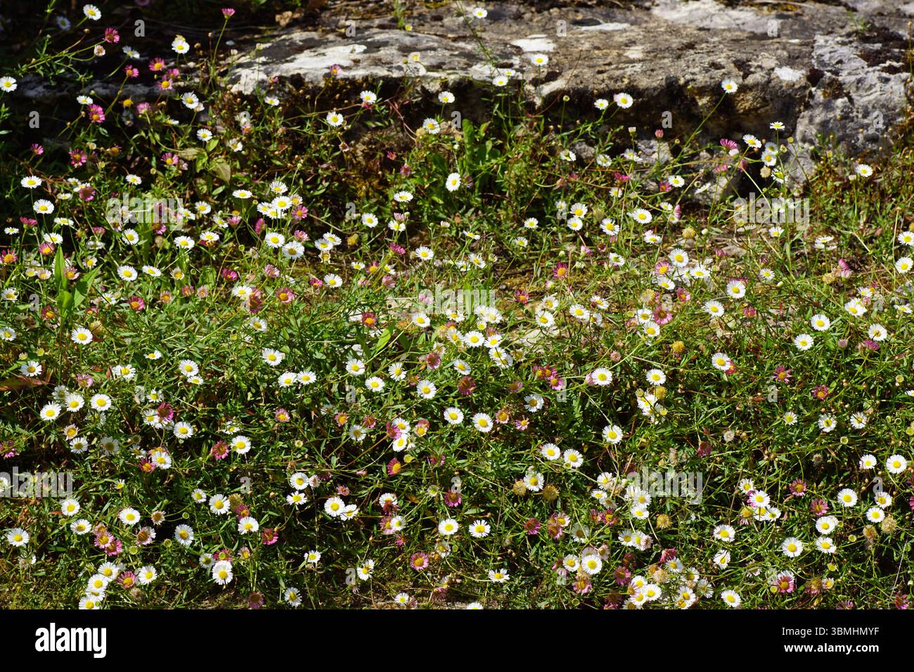 Un tapis de fleurs d'Erigeron karvinskianus, le fleabane mexicain. Couvrant un escalier en pierre dans le jardin. France, juin Banque D'Images