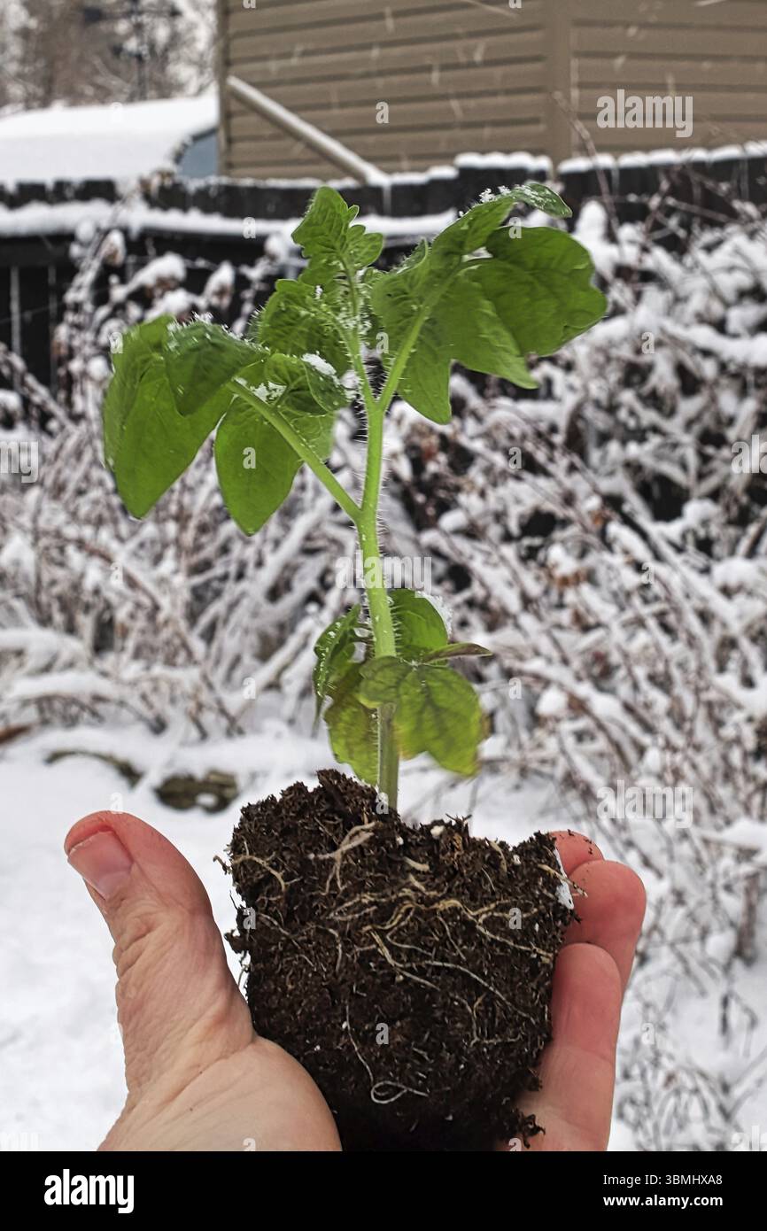 Une main tenant un semis de tomate avec un fond enneigé Banque D'Images